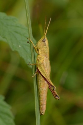 Chrysochraon dispar