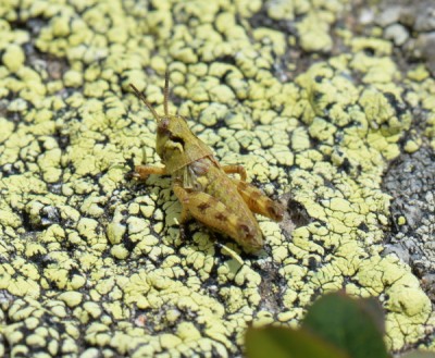 Bohemella frigida Larve