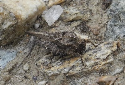 Uvarovitettix depressus