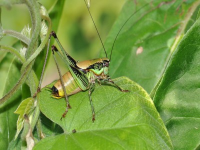 Eupholidoptera cf schmidti aus Korfu