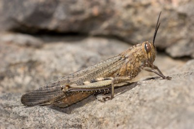 Anacridium aegyptium - Ägyptische Heuschrecke