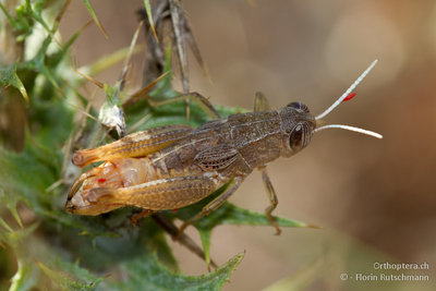 11.07.2011 - Griechenland bei Ampelia wenig östlich von Igoumenitsa<br />Paracaloptenus caloptenoides caloptenoides