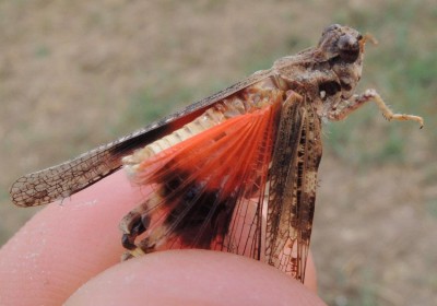 Acrotylus_sp.9.jpg