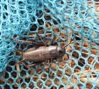 Gryllus_sp1.jpg