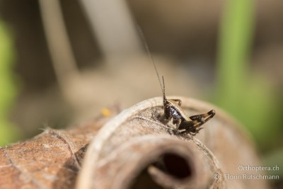 Pholidoptera griseoaptera im 1. Larvenstadium