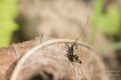 Pholidoptera griseoaptera im 1. Larvenstadium