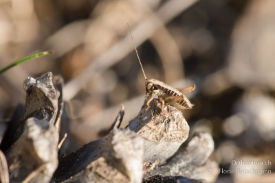 Larve von Platycleis albopunctata im ersten Stadium