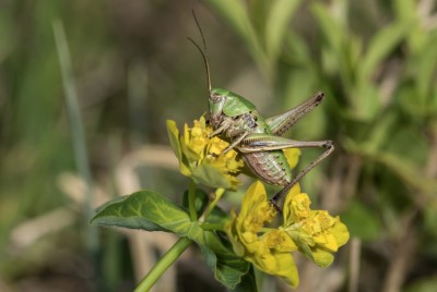 L3 von Decticus verrucivorus