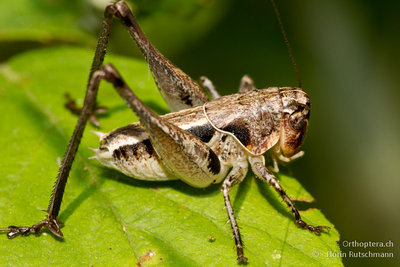 15.07.2011 - Griechenland bei den Meteora-Klöster<br />Bucephaloptera bucephala hielten wir erst für eine Platycleis-Larve, ist so aber Adult!