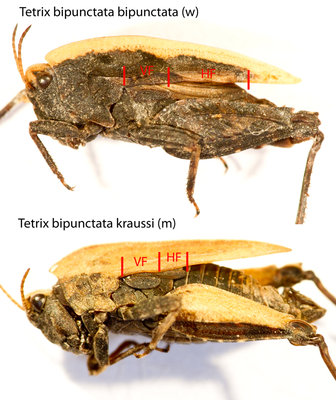 Oben: Tetrix bipunctata bipunctata mit langem Hinterflügel (HF)<br />Unten: Tetrix bipunctata kraussi mit kurzem Hinterflügel (HF)