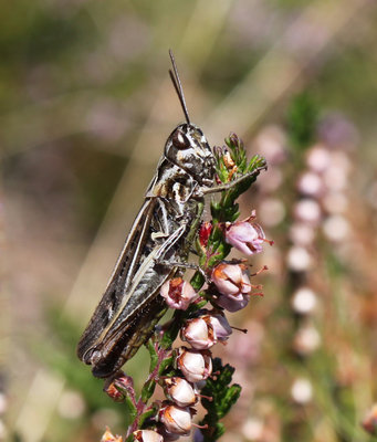 Ch. biguttulus?