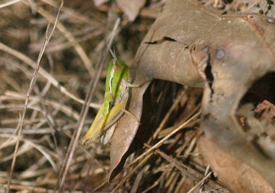 stenobothrus_sp1.jpg