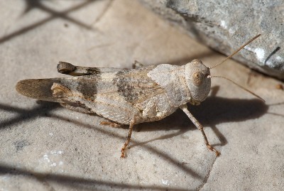 6) Berg Lakmos, Oedipoda sp.