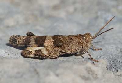 5) Berg Lakmos, Oedipoda sp.