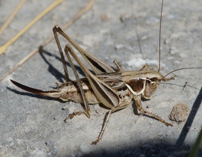 4) Berg Lakmos, Pholidoptera sp.