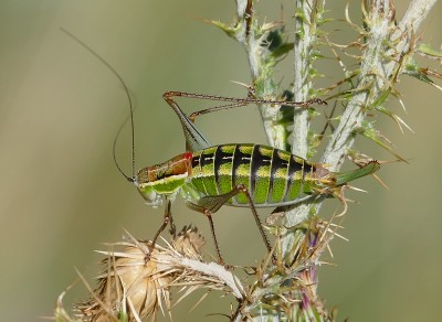 1) Berg Lakmos, Poecilimon sp.