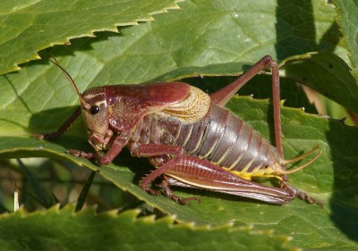 11) Berg Lakmos, Psorodonotus fieberi