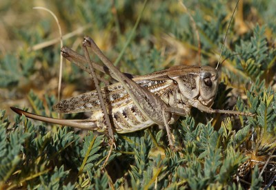 16) Berg Tymfristos, Decticus albifrons