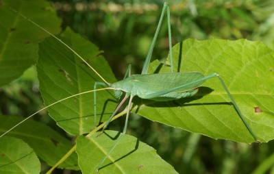 25) Karpenisi, Acrometopa sp.