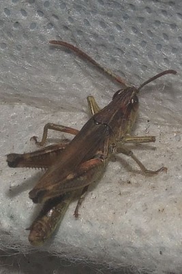 2017_08170046 Ausschnitt.jpg