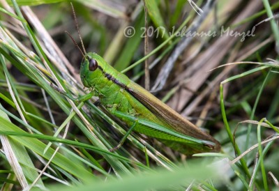 Z_Grasshopper_unknown_170904.jpg