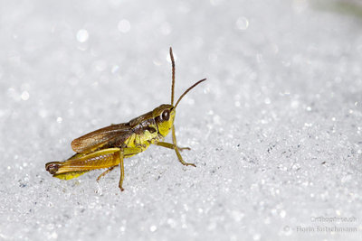 28.08.2011 - Schweiz, St. Gallen, Chäserrugg<br />Männchen der Schweizer Goldschrecke (Podismopsis keisti) im Schnee