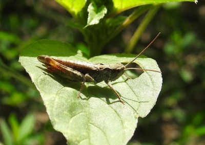 Chorthippus brunneus?