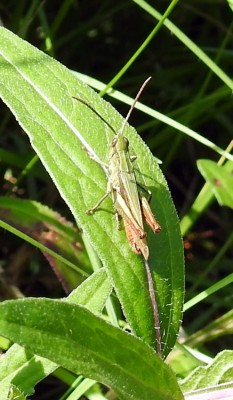 Omocestus viridulus?