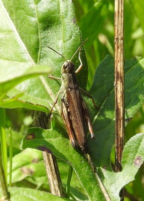 Omocestus viridulus?