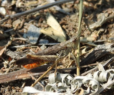 Chorthippus brunneus