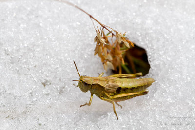 28.08.2011 - Schweiz, St. Gallen, Chäserrugg<br />Weibchen der Schweizer Goldschrecke (Podismopsis keisti) im Schnee