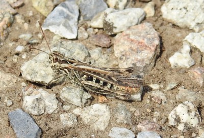 Chorthippus biguttulus