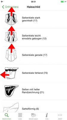 Merkmale am Halsschild (roter Pfeil entspricht der Bilckrichtung)