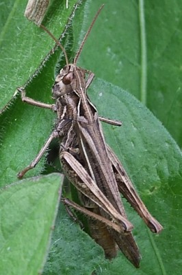 2017_09200012 Ausschnitt.jpg