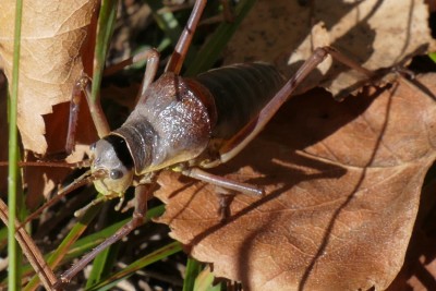 Ephippiger persicarius