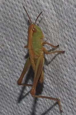 2017_06050018 Ausschnitt.jpg