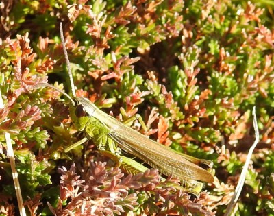 Grashüpfer_DSCN1968.jpg