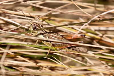 Braune Frabmorphe von Chorthippus parallelus