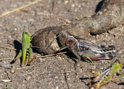 Arcyptera fusca und Chorthippus.JPG