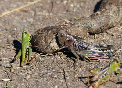 Arcyptera fusca und Chorthippus.JPG