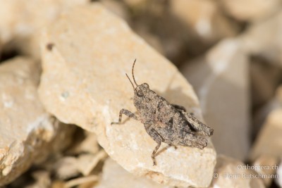 Männliche Larve der Langfühler-Dornschrecke (Tetrix tenuicornis) im letzten Stadium.