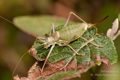 Steppen-Sattelscharecke (Ephippiger ephippiger)