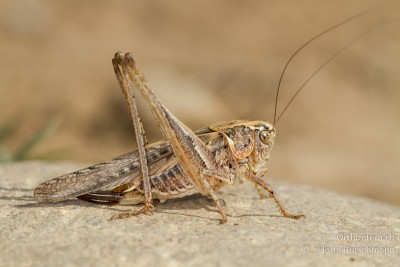 Platycleis affinis