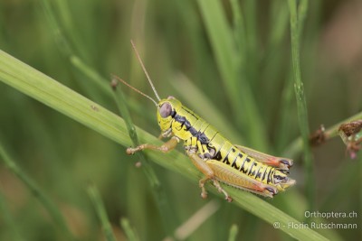 Flügellosen Knarrschrecke (Micropodisma salamandra)