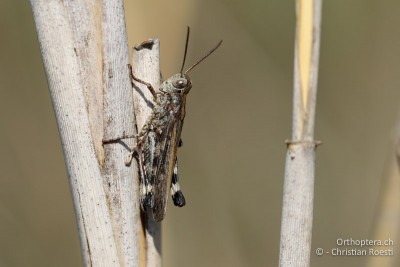 Epacromius coerulipes