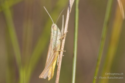 Euchorthippus pulvinatus