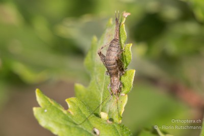 Arachnocephalus vestitus