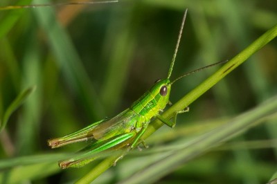 Euthystira brachyptera-1.jpg