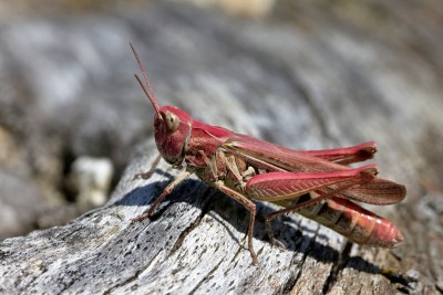 028-Grashüpfer-in-Pink.jpg