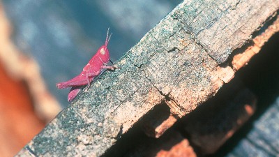 pinker-Grashüpfer.jpg